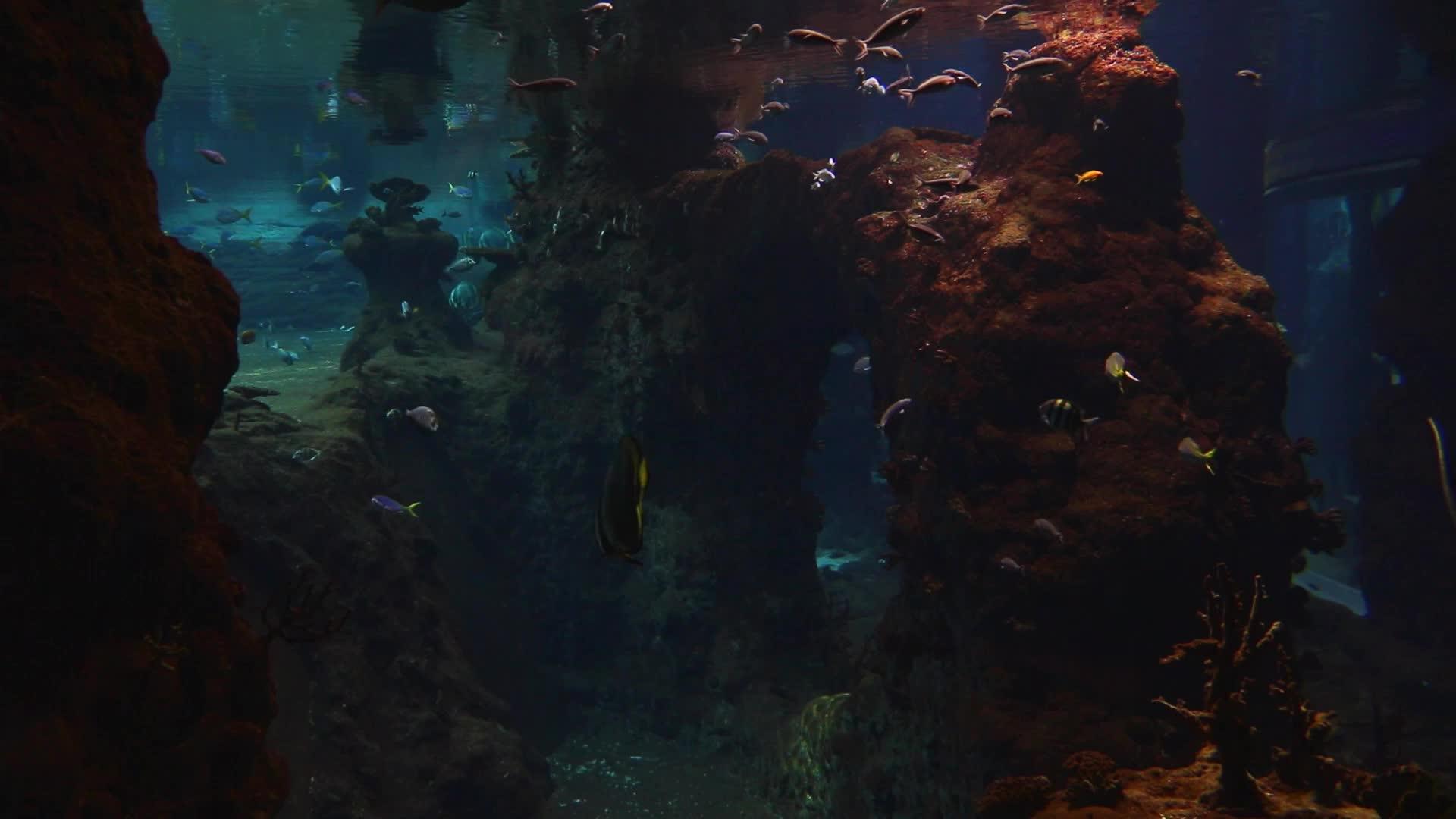 不同的鱼在大型水族馆游泳视频的预览图