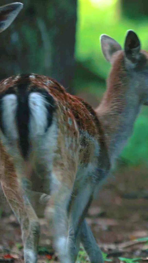 梅花鹿是森林里的野生动物视频的预览图