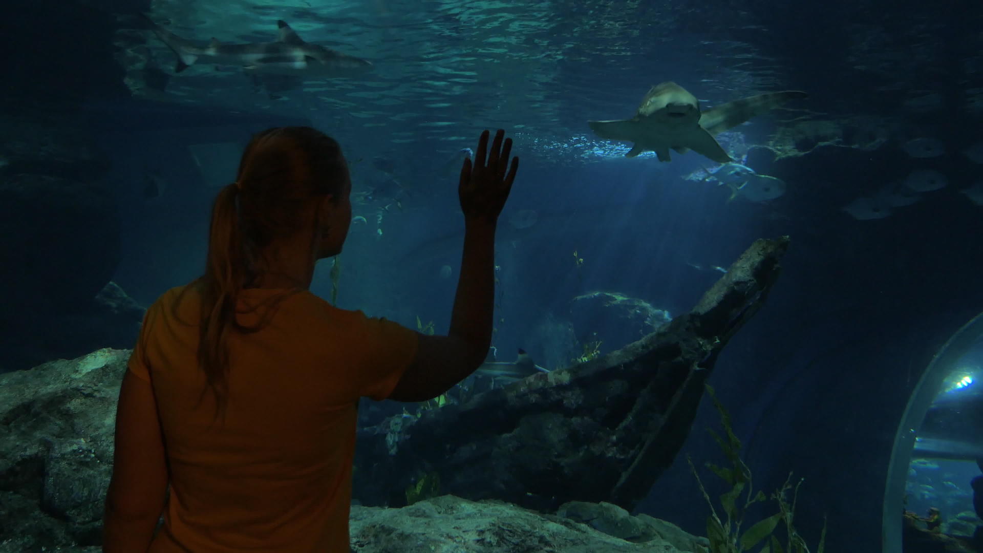 女人在大水族馆的海洋世界里看着鲨鱼视频的预览图