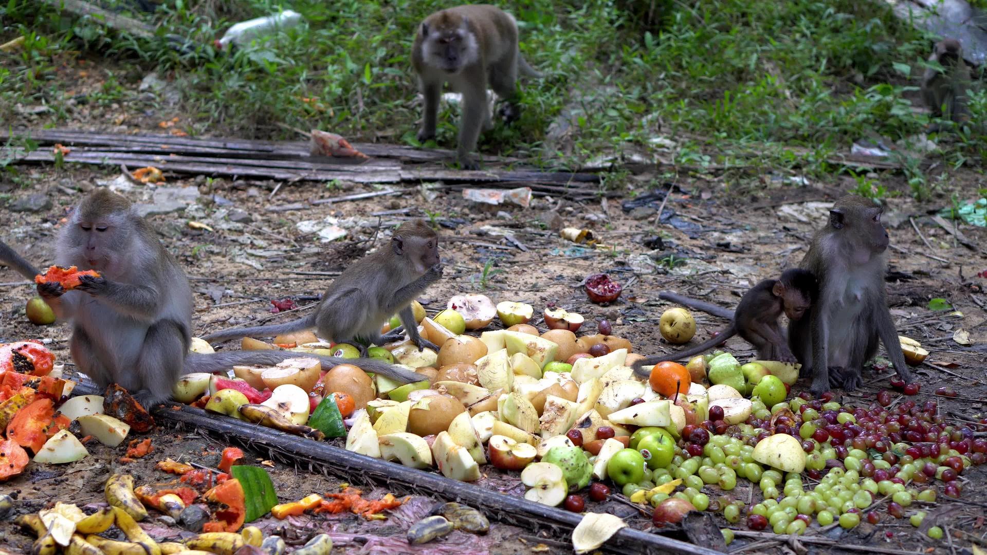猴猴享受水果的果实视频的预览图