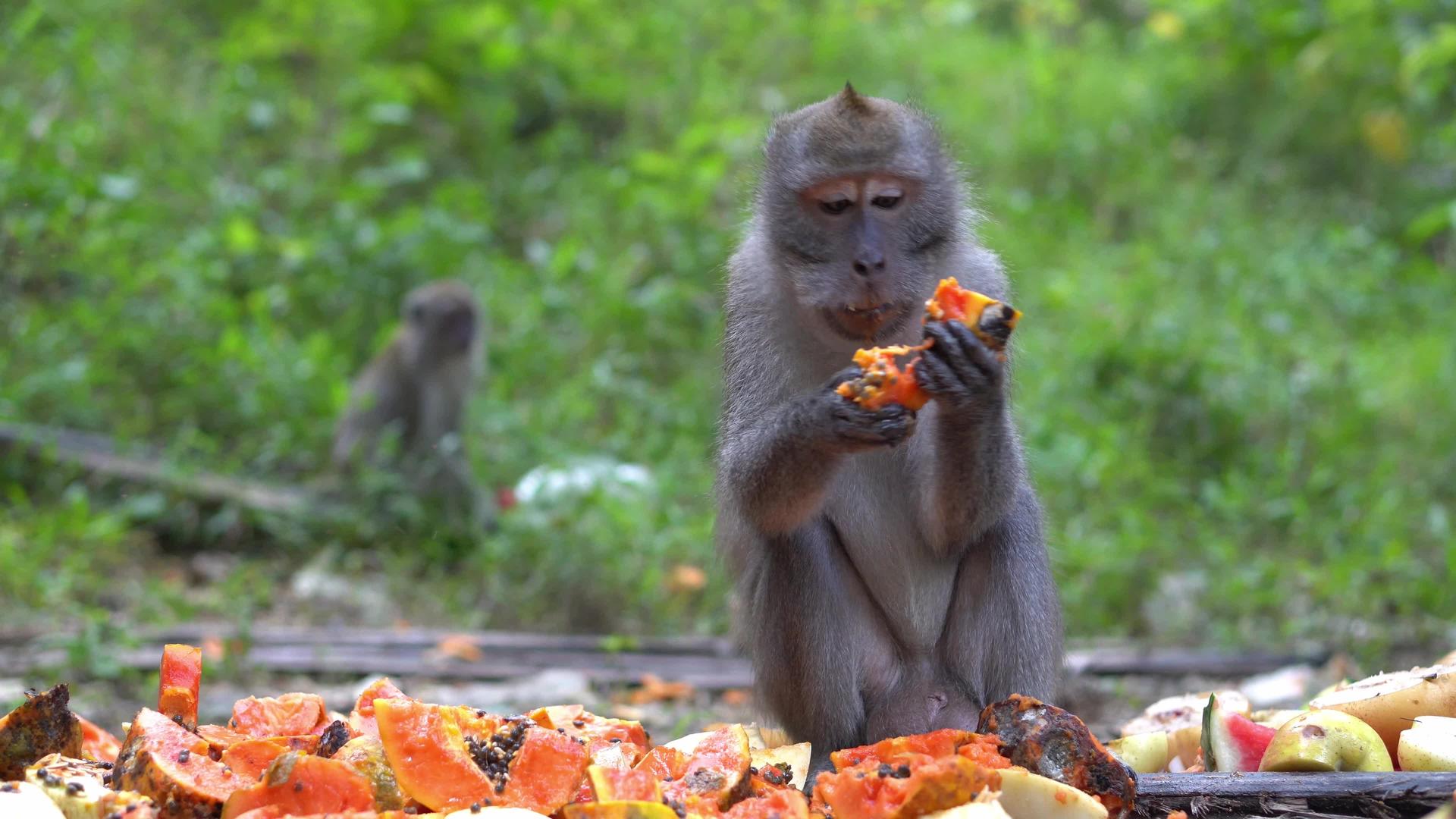 当地居民食用果木瓜饲料的猴子有选择性焦点群体视频的预览图