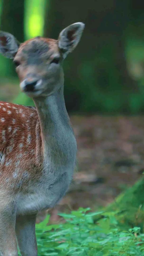 梅花鹿是森林里的野生动物视频的预览图
