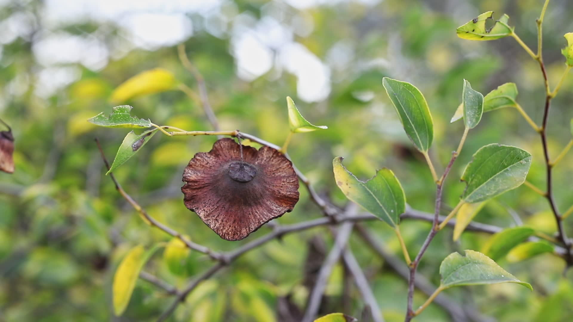 耶鲁沙林刺果的果实视频的预览图