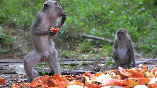 猴子站起来吃木瓜果视频的预览图