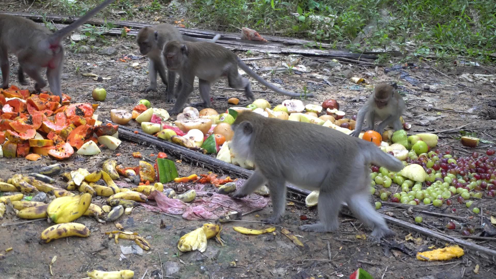 猴子在地上吃水果视频的预览图