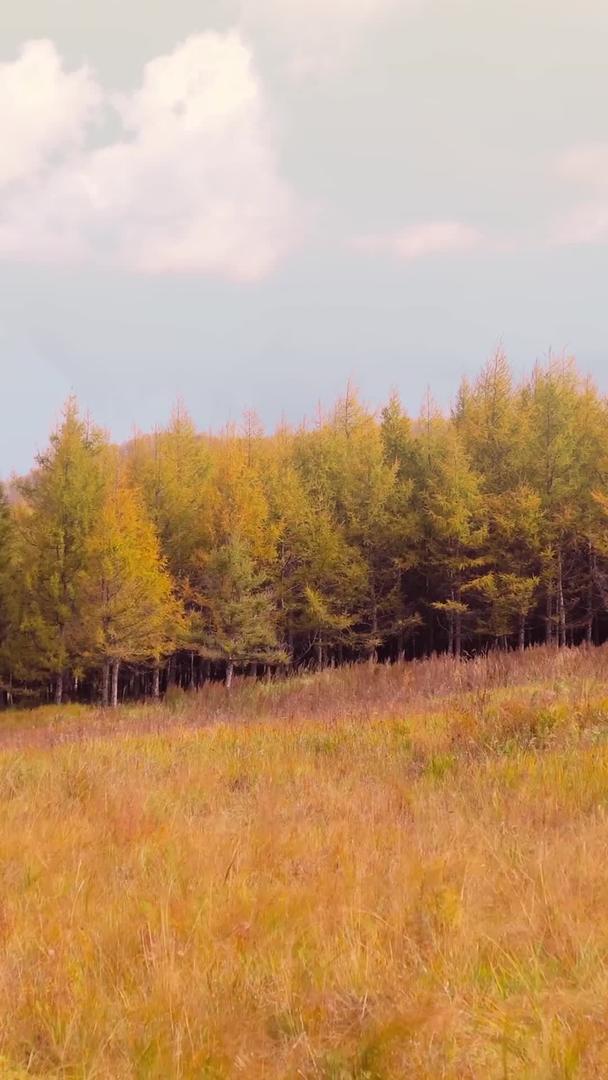 秋季秋林风光视频的预览图
