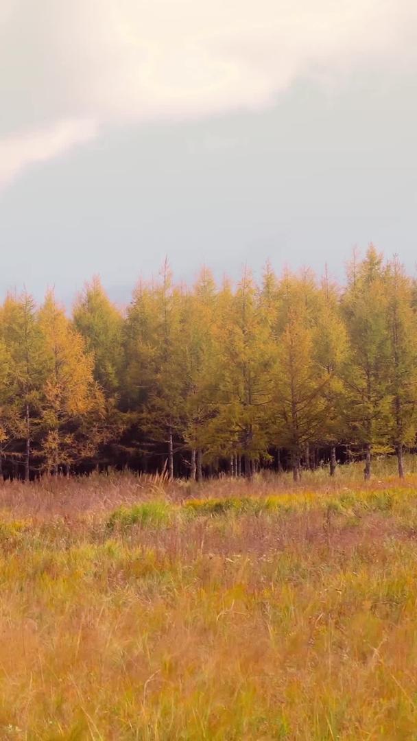 秋季秋林风光视频的预览图