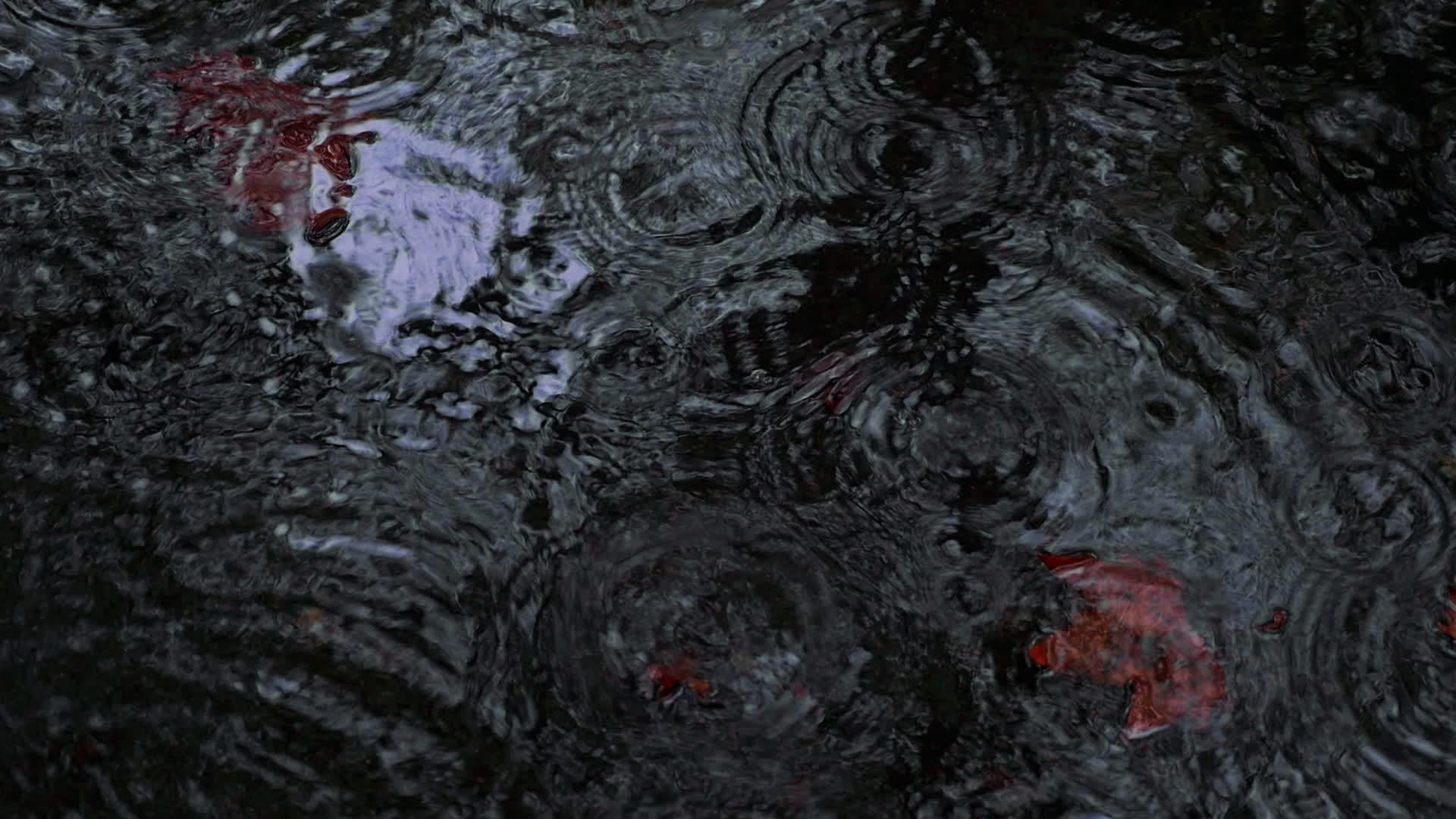 秋叶漂浮在水池里视频的预览图