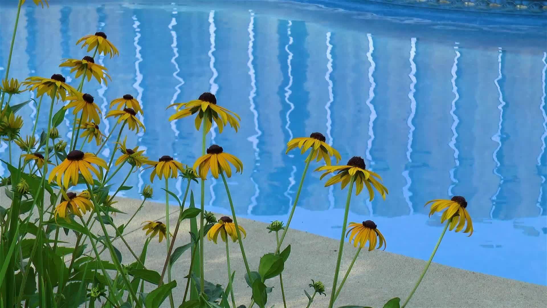 游泳池旁的露德贝克西亚Hirta黑眼苏珊花视频的预览图