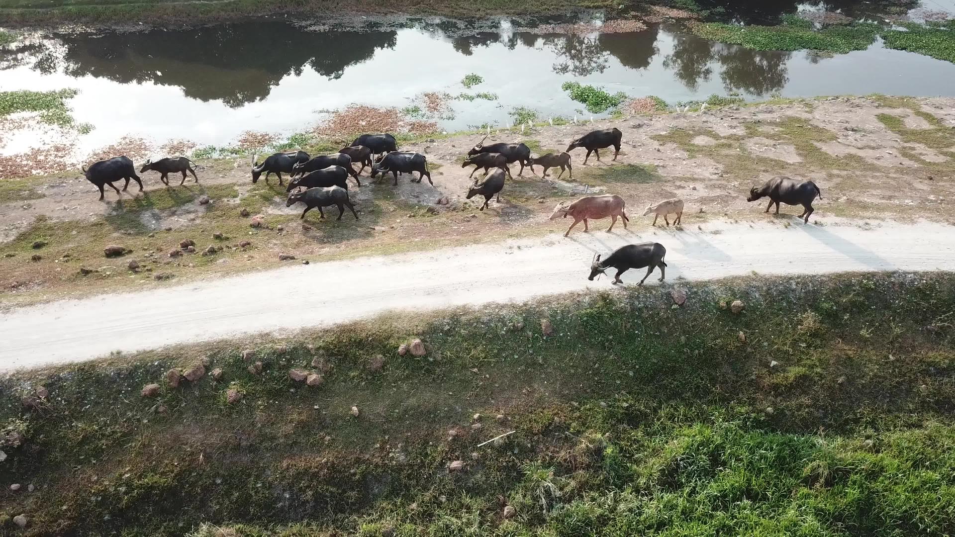一群水牛有一群水牛Kampung回家视频的预览图