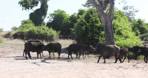 在Chobe斗牛公牛野生生物视频的预览图