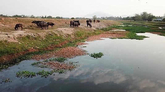 水牛生活在河边的蓬江边视频的预览图