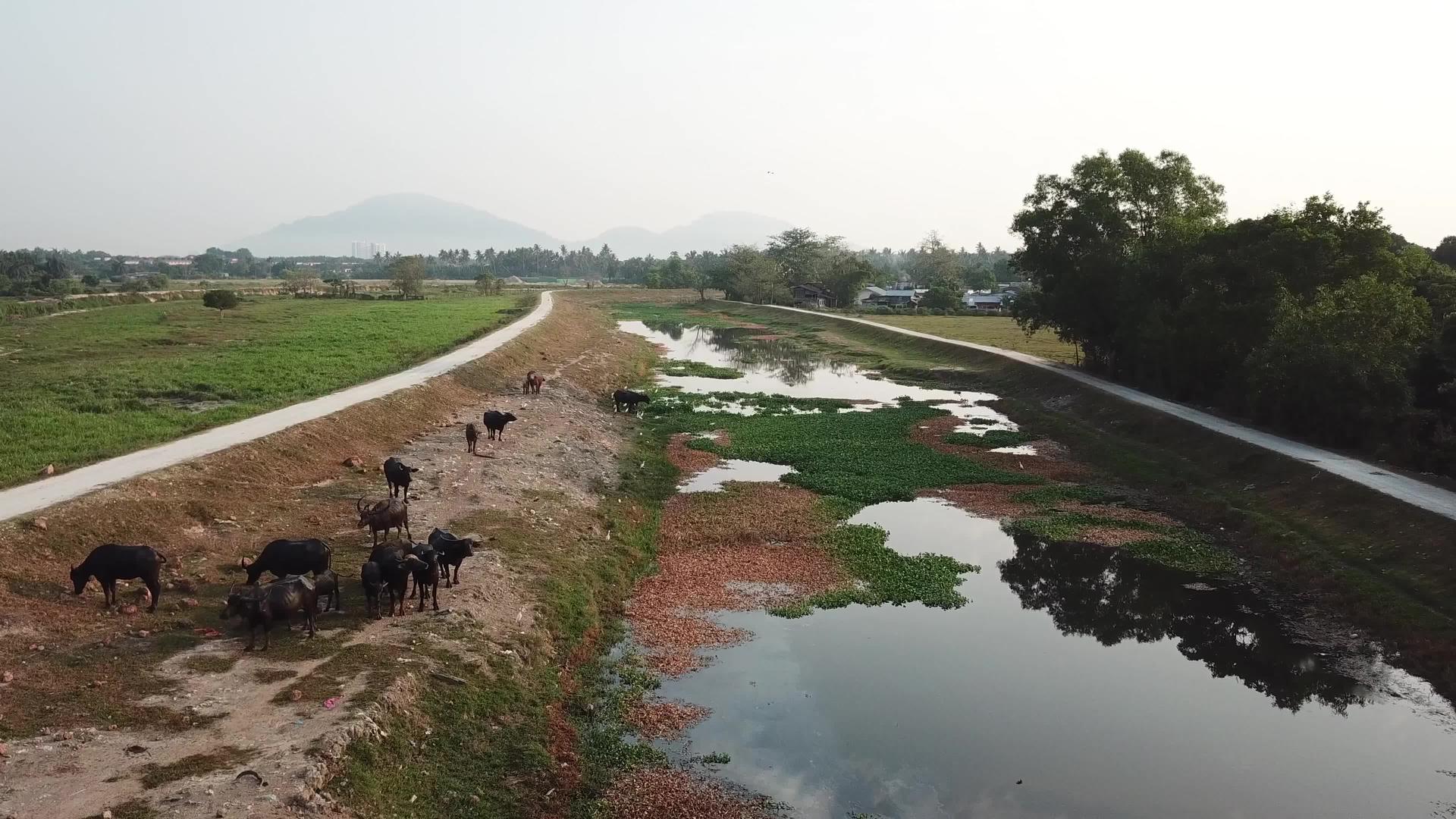 河边的水牛SimpangAmpat附近视频的预览图