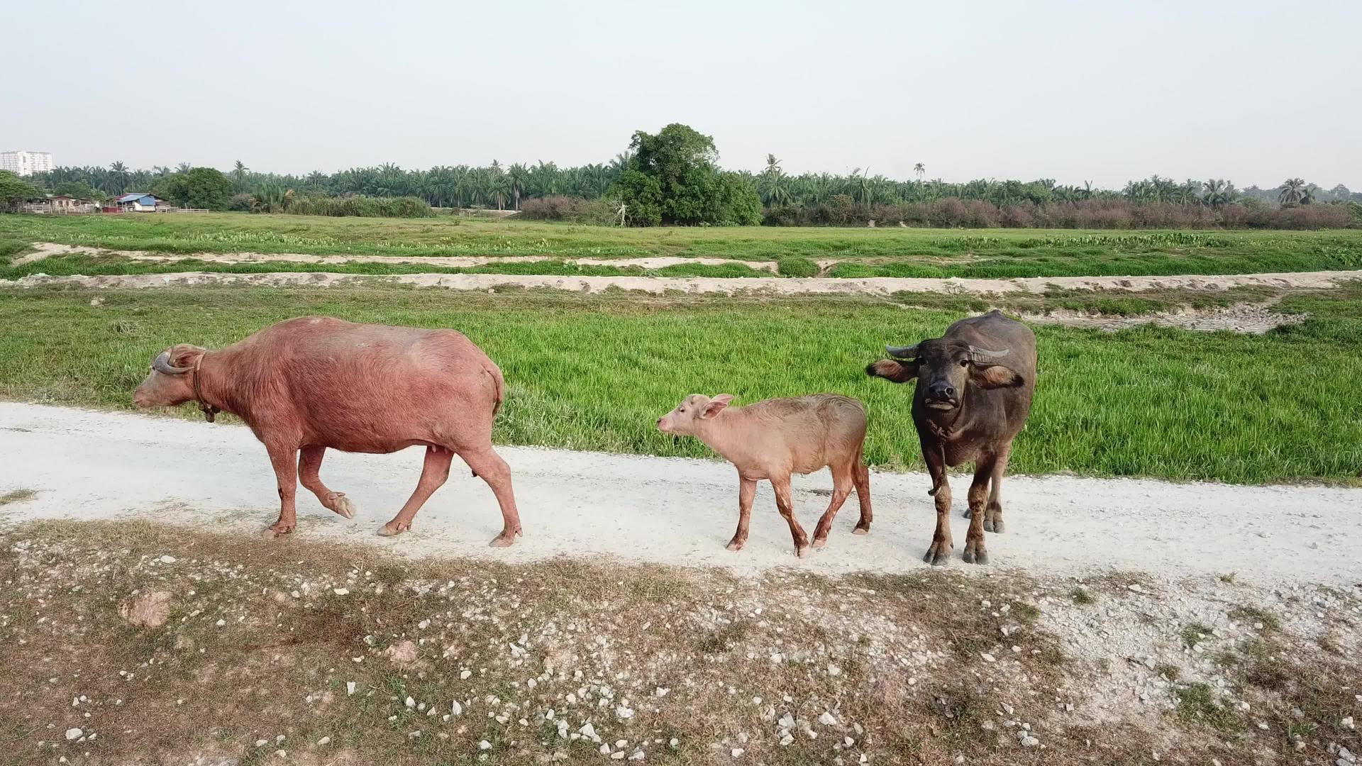 水牛盯着镜头看着马莱的另一只水牛Kampung离开视频的预览图