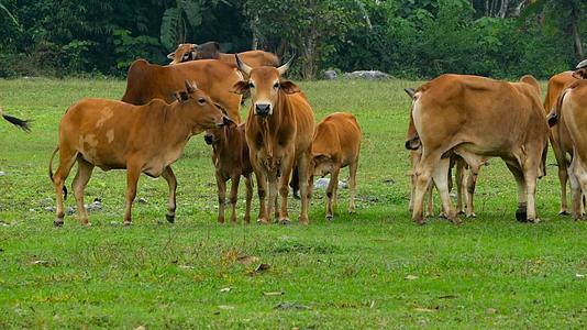 春天牛在美丽的绿色草原上紧紧地喂牛视频的预览图