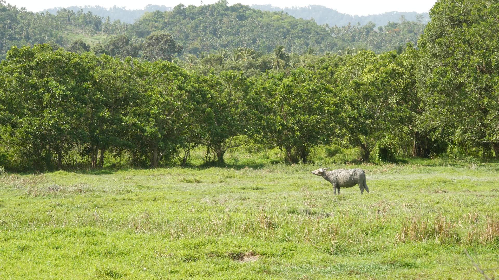 在牧场上觅食的灰色健康亚洲水牛的侧视图视频的预览图