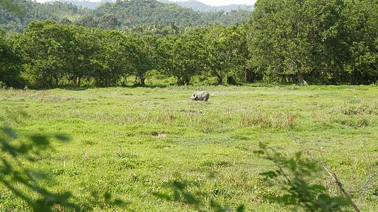 在牧场上觅食的灰色健康亚洲水牛的侧视图视频的预览图