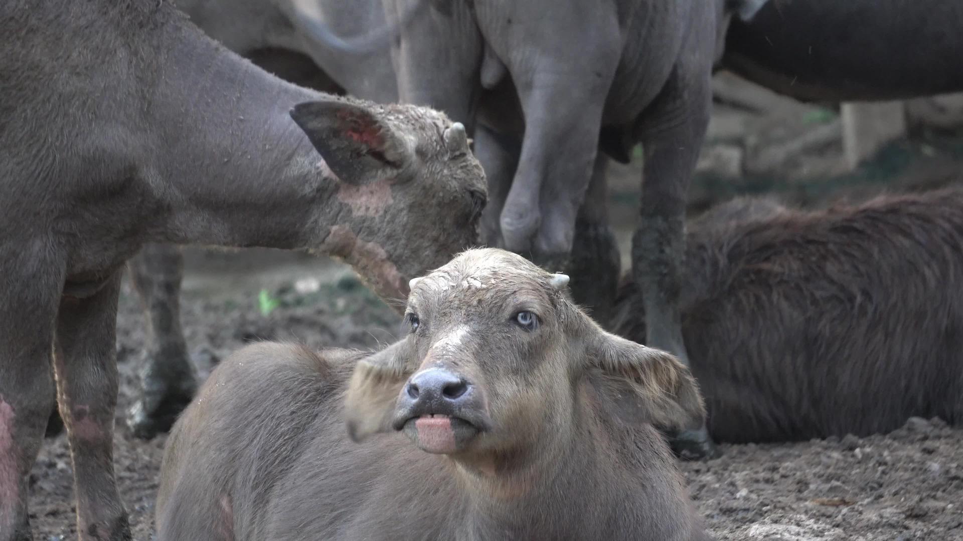 水牛的牛群环眼视频的预览图