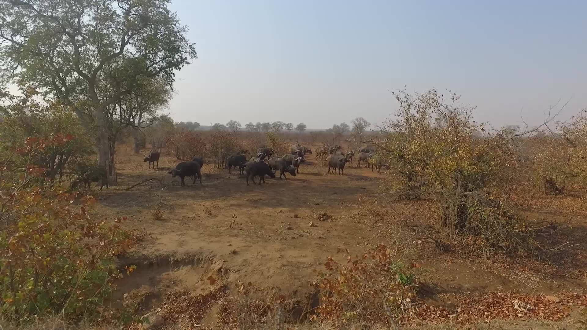 非洲野牛群视频的预览图