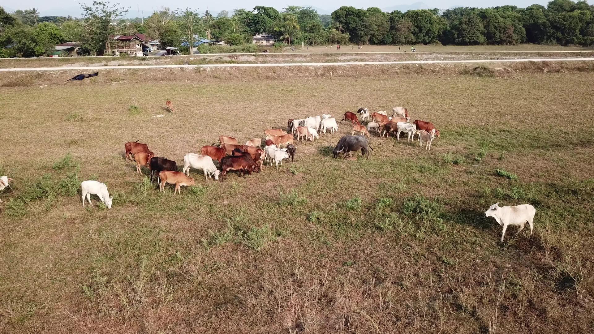 一群牛牧草视频的预览图