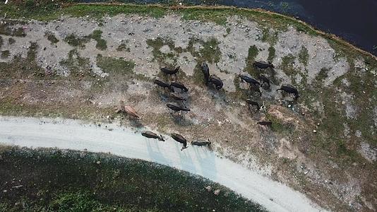乌鸦飞过马莱Kampung上空的水牛和起重机视频的预览图