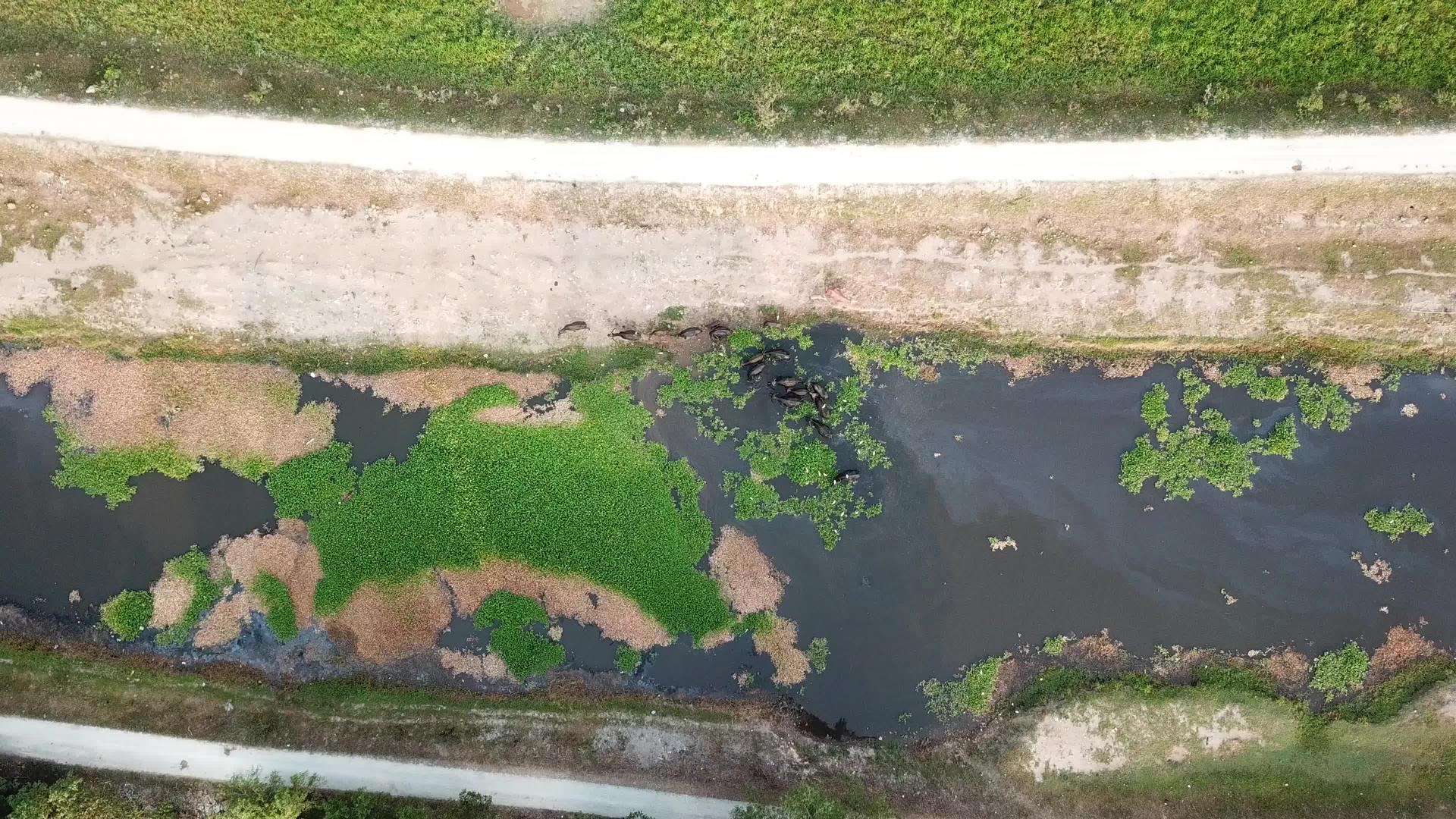 河上游的水牛视频的预览图