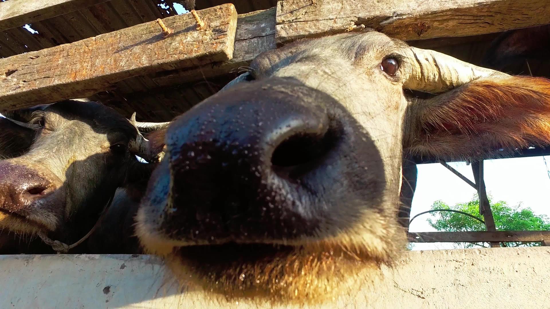 可爱水牛的封闭视频的预览图