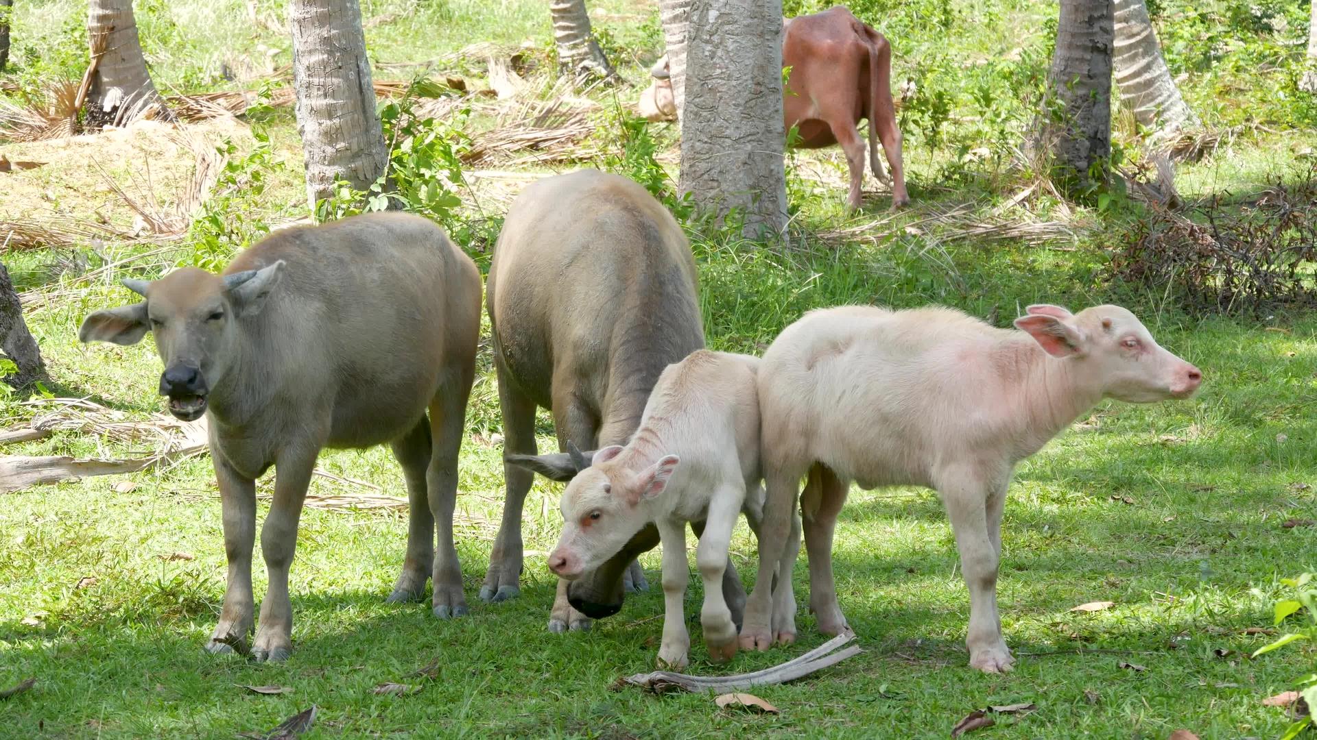 水牛家族在绿色植被中大规模维护良好的公牛视频的预览图