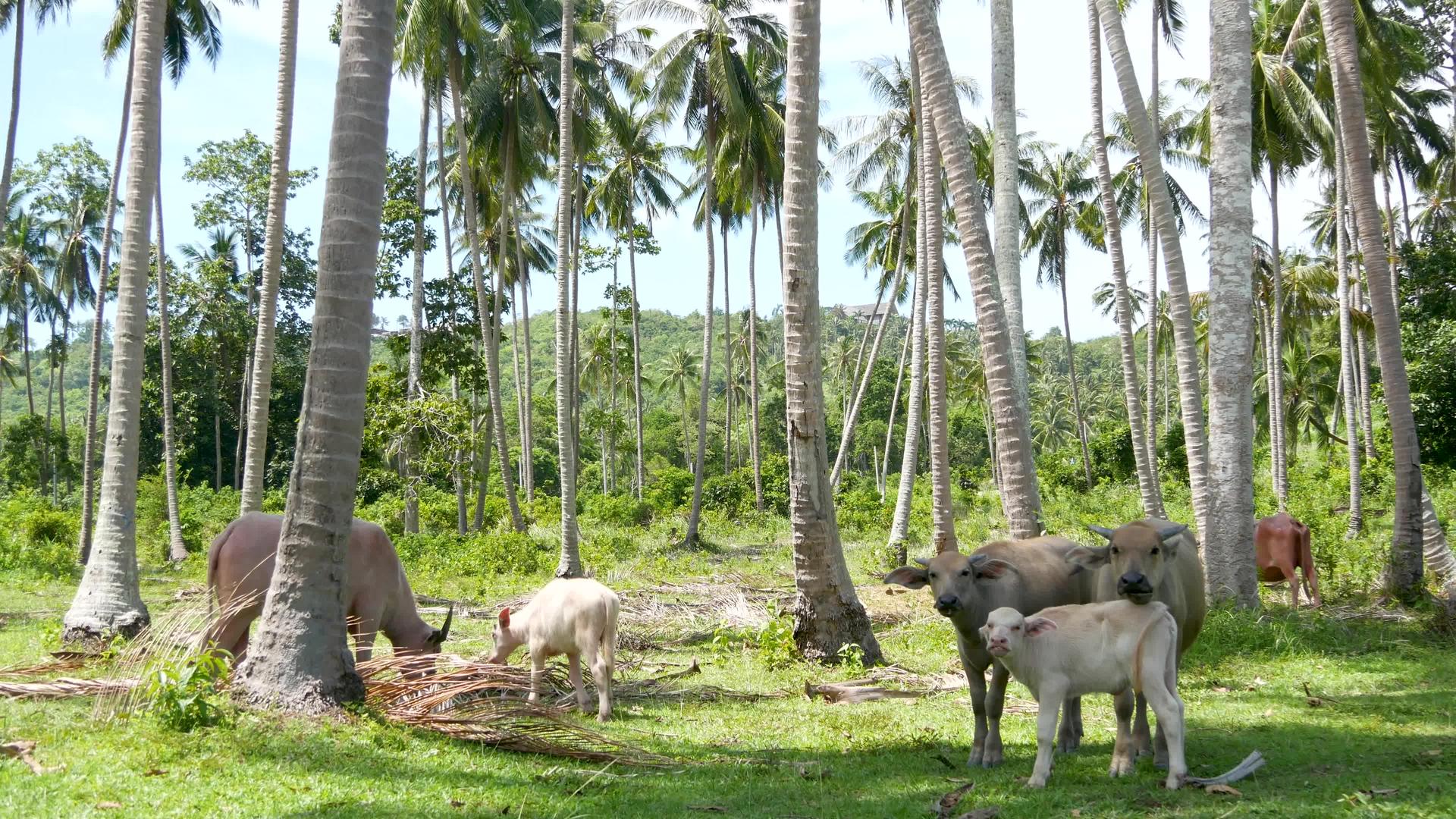 水牛家族在绿色植被中大规模维护良好的公牛视频的预览图