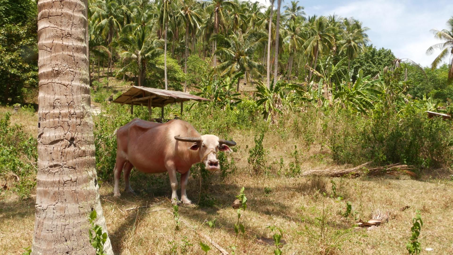 白化水牛在绿色植被中大规模维护良好的公牛视频的预览图