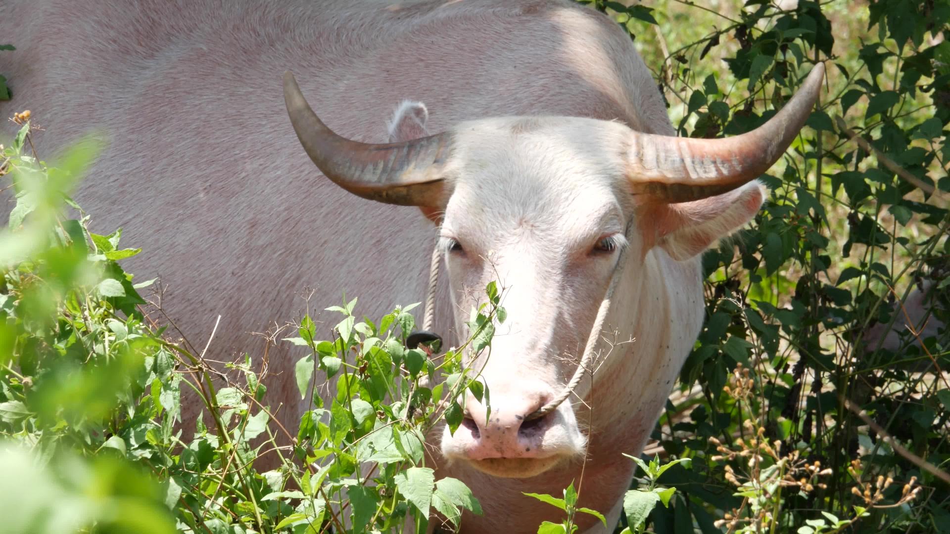 白化水牛在绿色植被中大规模维护良好的公牛视频的预览图