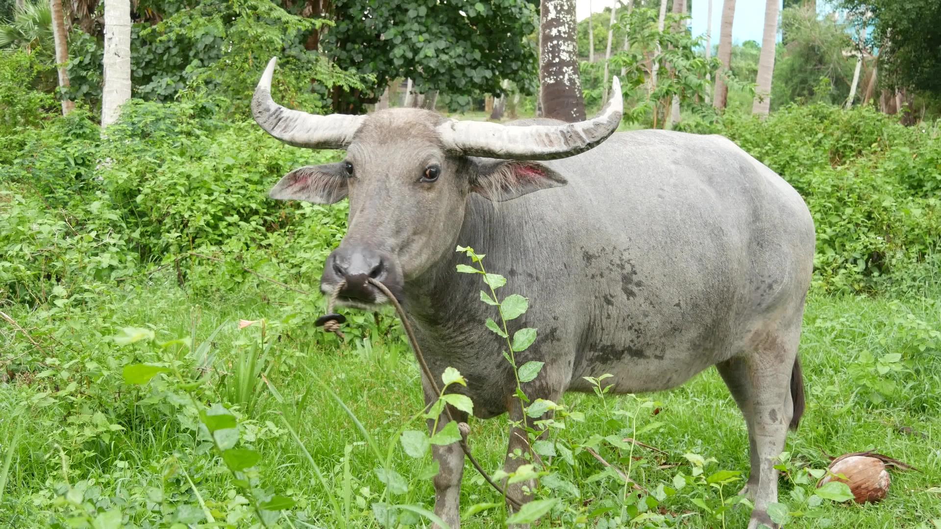 水牛站在绿色植被中在泰国保持着良好的灰色公牛视频的预览图