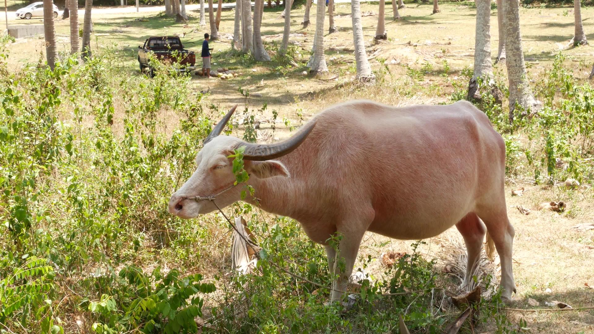泰国苏梅-棕色水牛和泰国人于2019年5月27日采集视频的预览图