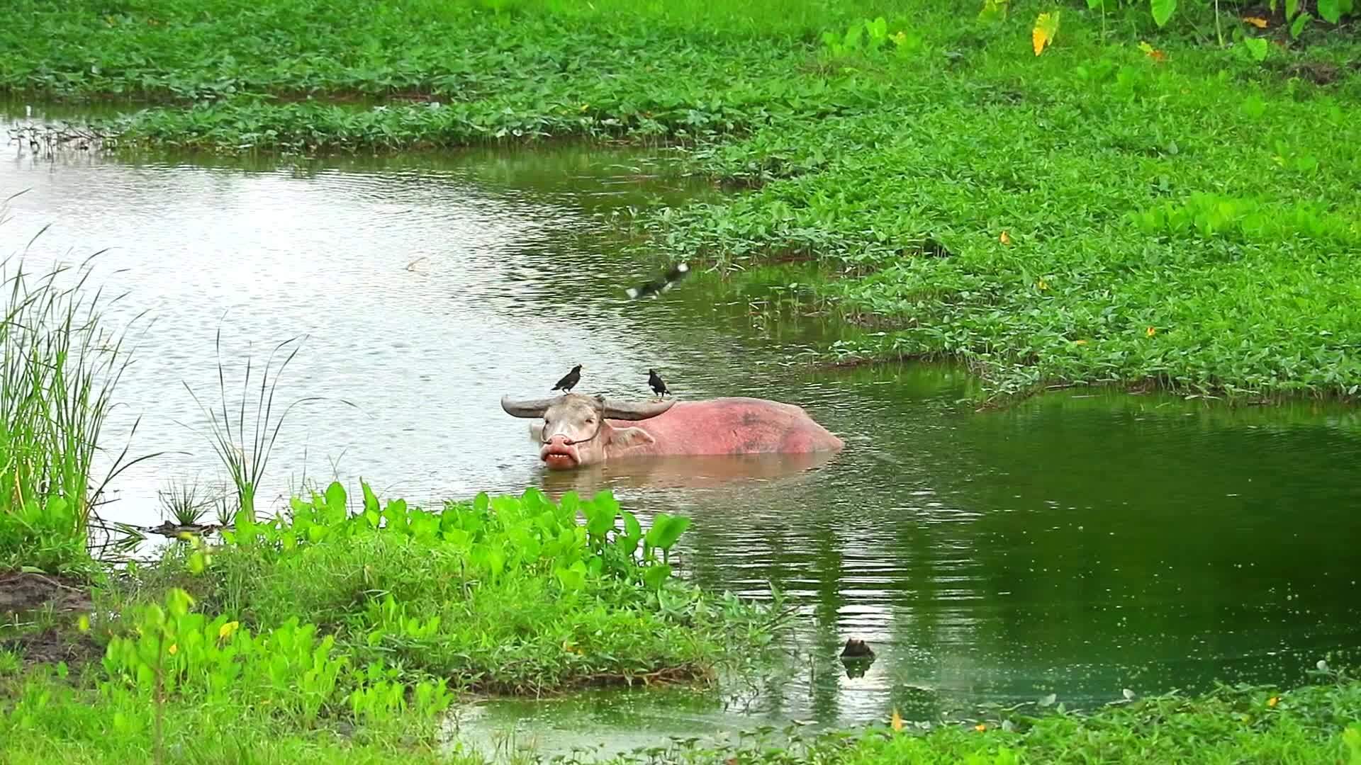 年轻的白水牛在炎热的天气里咀嚼草把鸟儿浸泡在背上视频的预览图