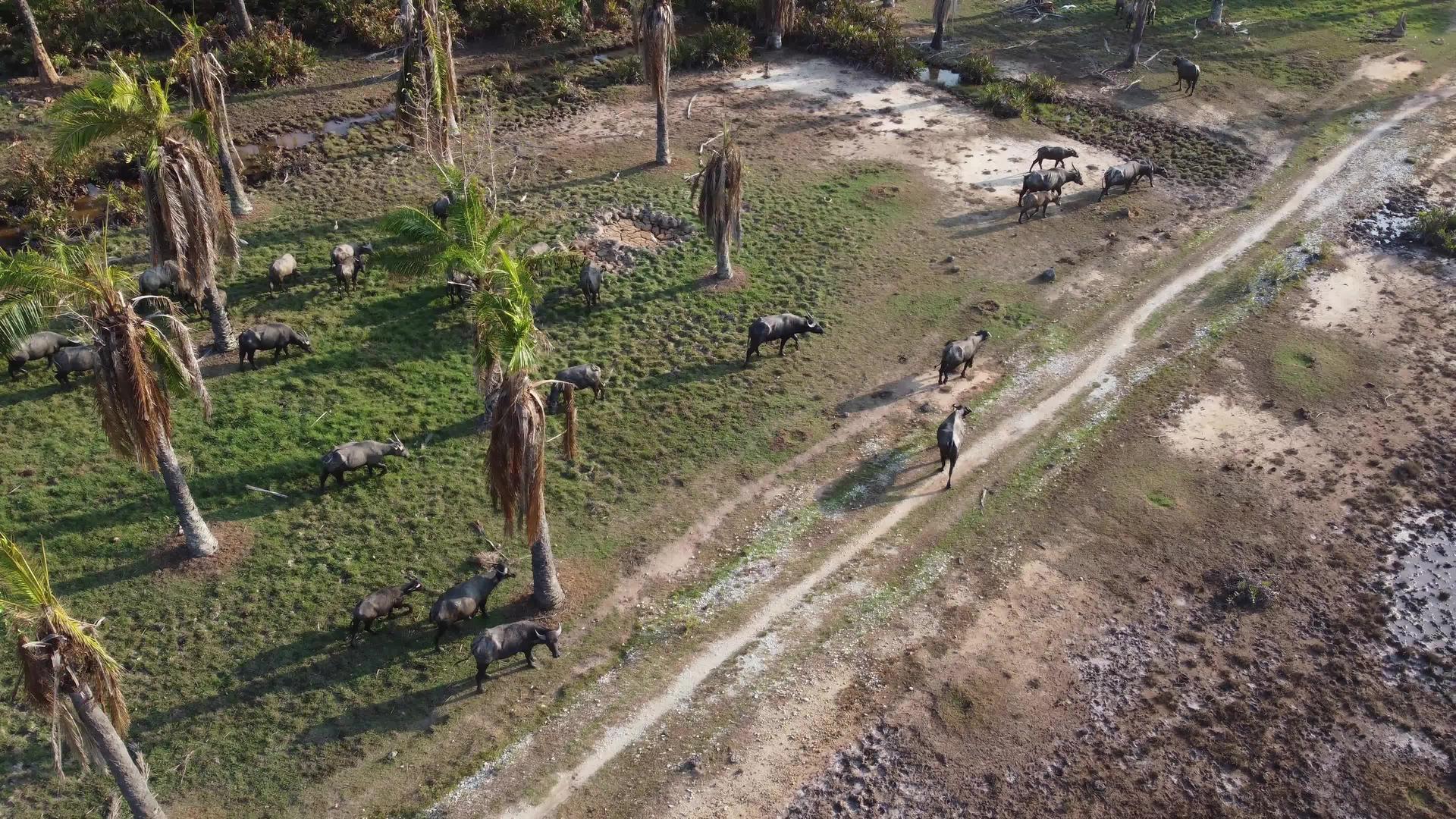一群水牛在油棕榈树上行走视频的预览图