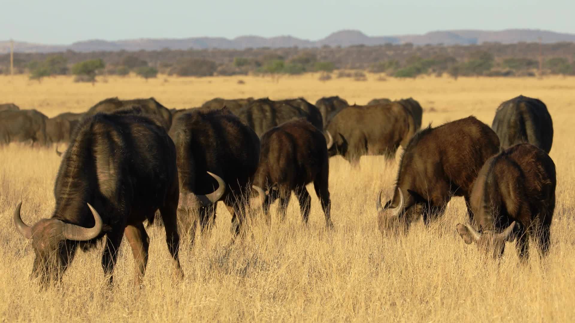 非洲水牛在草地上放牧视频的预览图