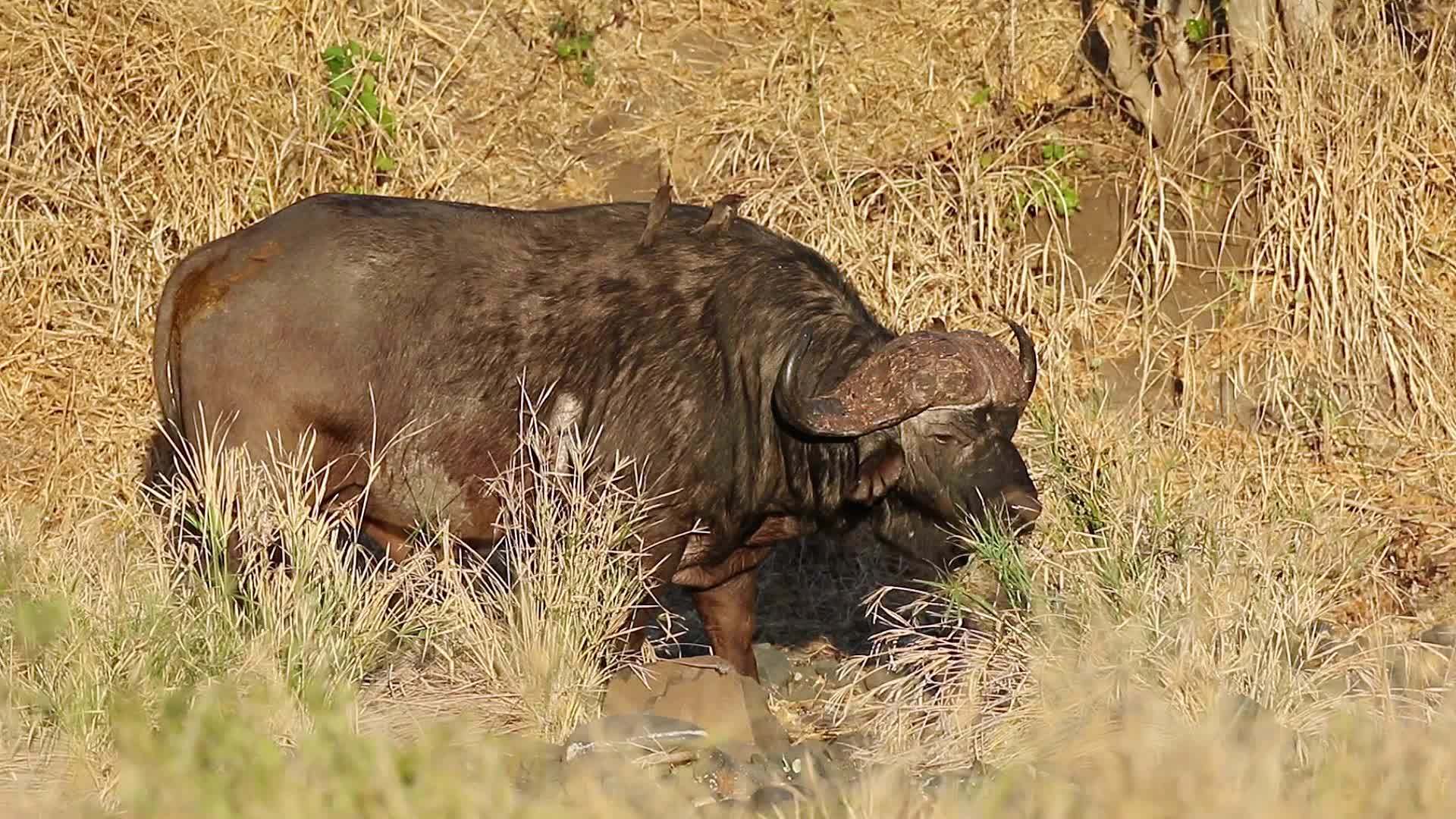 非洲水牛养牛鸟视频的预览图