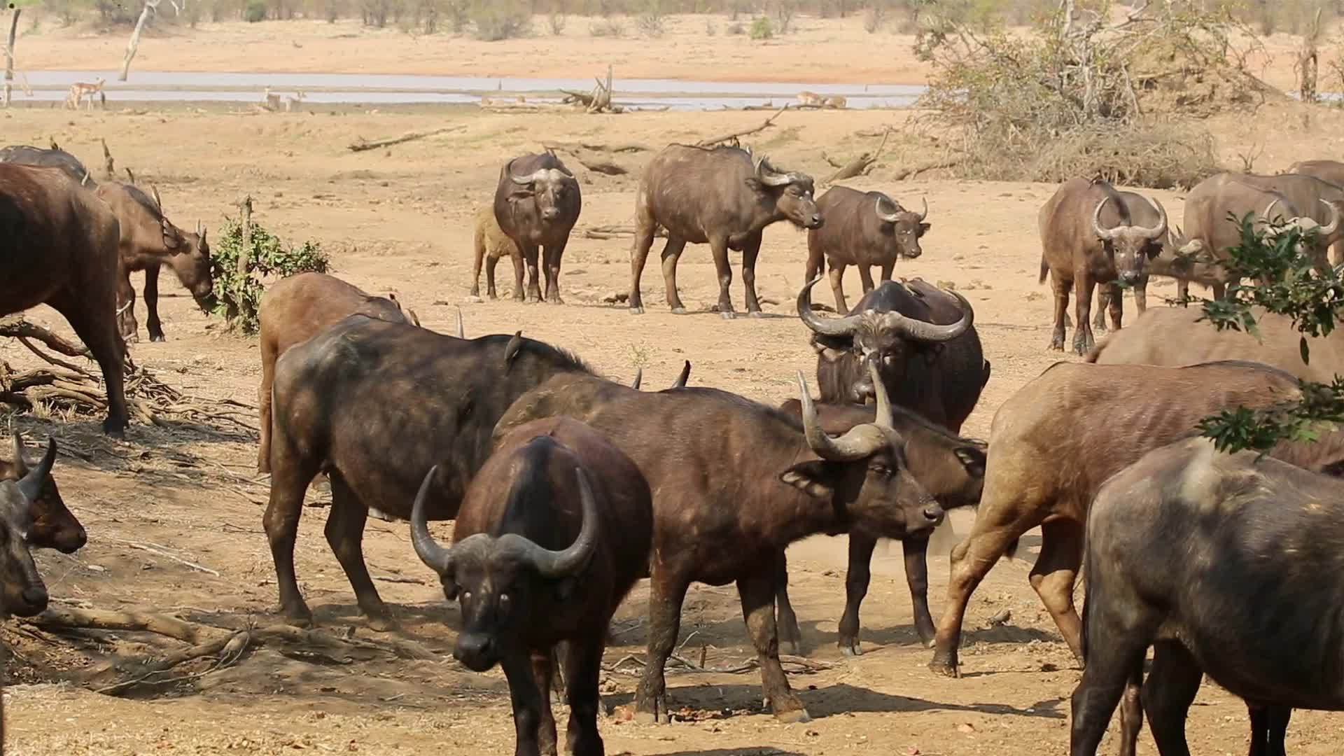 African水牛群克鲁杰国家公园视频的预览图