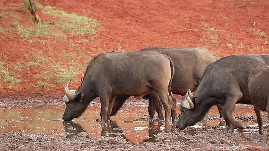 非洲水牛在水坑里喝水视频的预览图