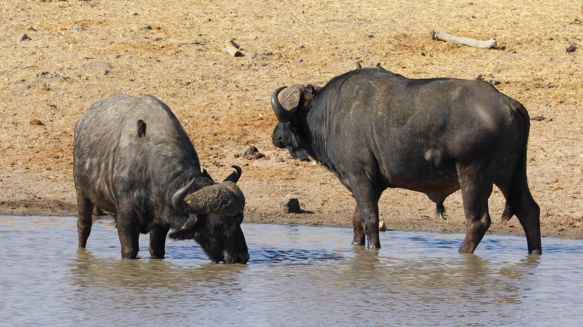 African水牛饮用水Kruger国家公园视频的预览图