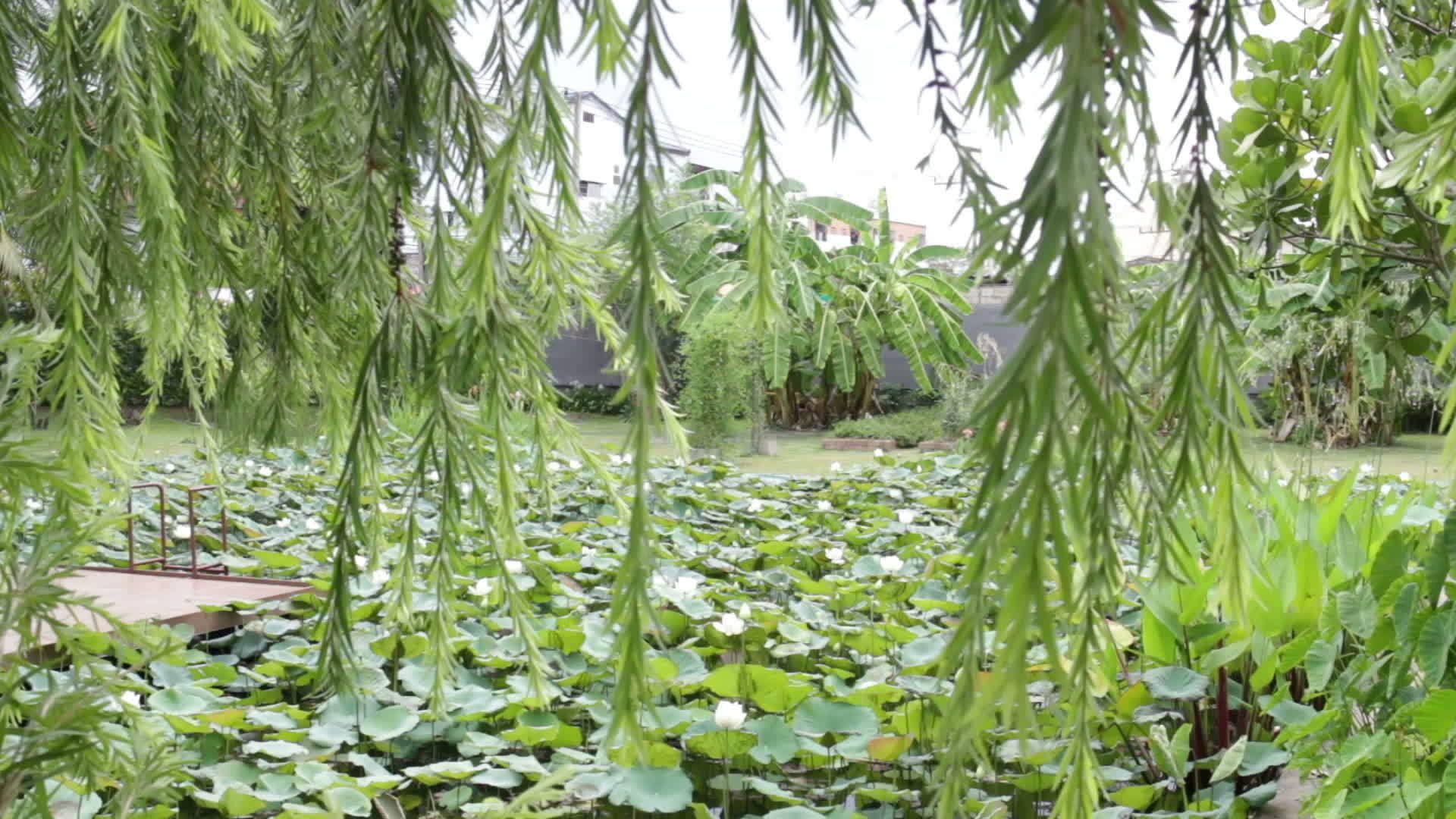 白丽水生长在池塘里视频的预览图
