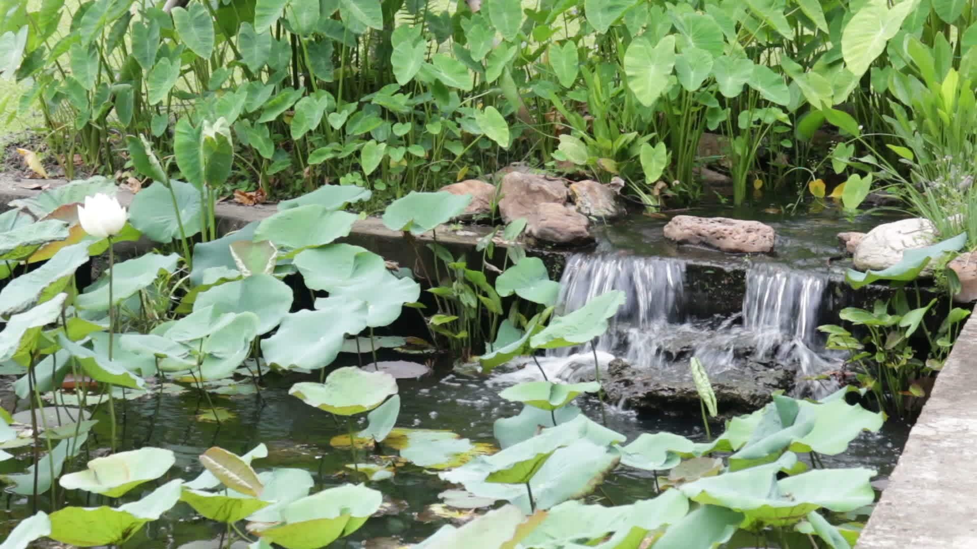 东方花园里的花园瀑布视频的预览图