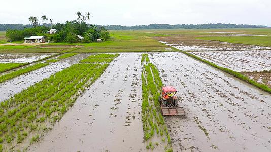 水稻田的顶部风景菲利宾的农业视频的预览图