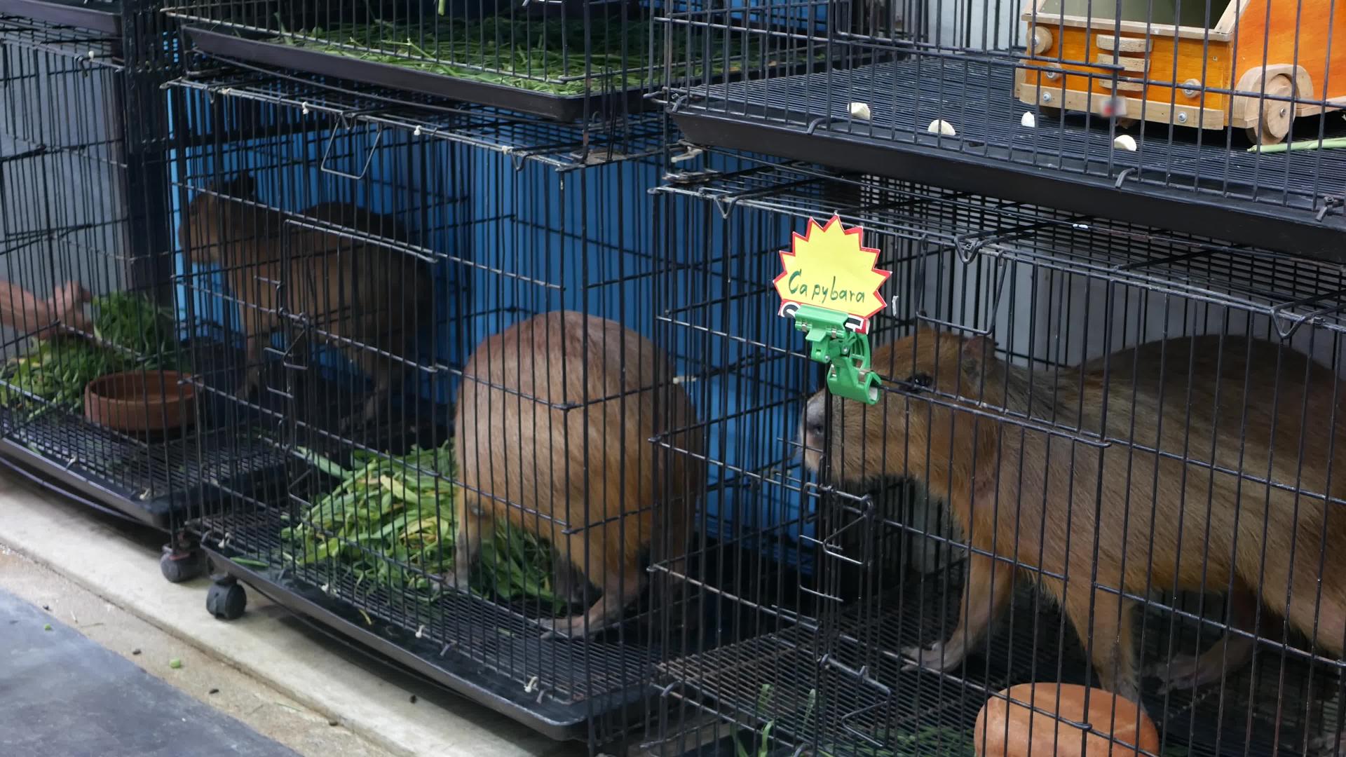 泰国曼谷乍都市场的宠物区被困在市场的小笼子里视频的预览图