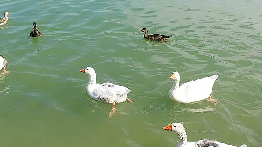 鸭子和鸟从右到左慢慢地进入池塘视频的预览图