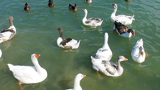 一群鸭子在公园的池塘里慢慢地游泳视频的预览图