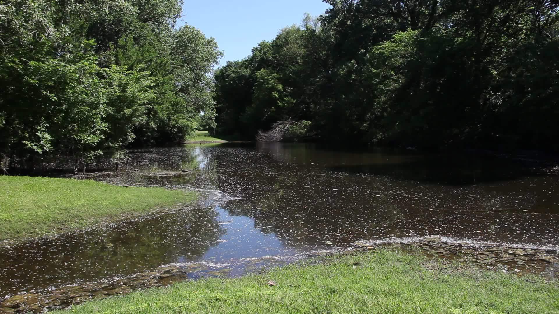 池塘用棉花木覆盖视频的预览图