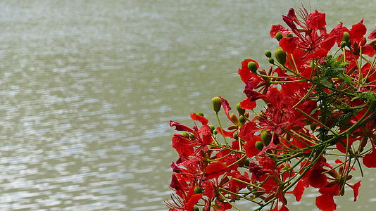 橙色孔雀花夏季公园的池塘背景视频的预览图