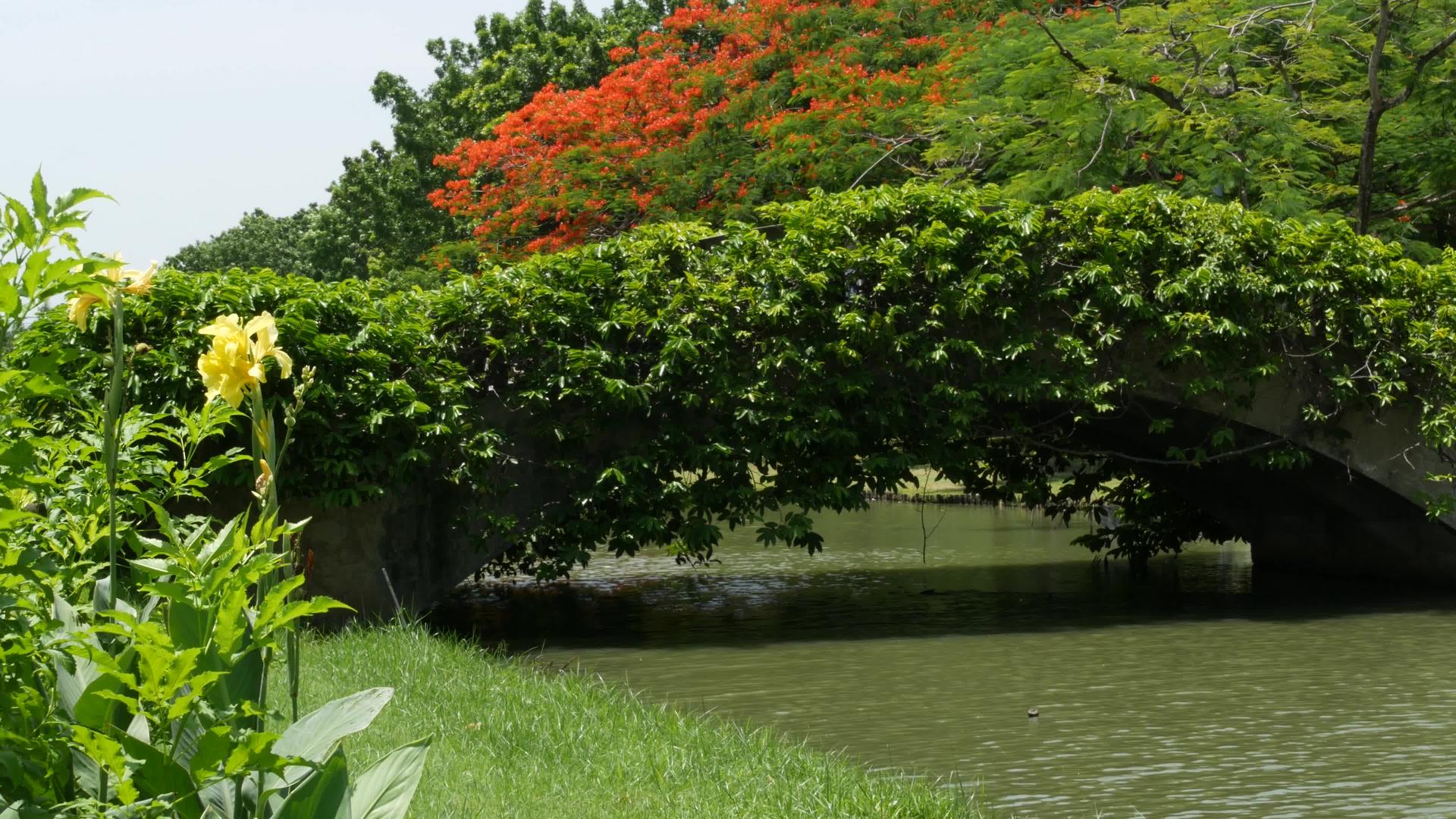 绿色公园里宁静的池塘在宁静的湖边种植绿树阳光明媚视频的预览图
