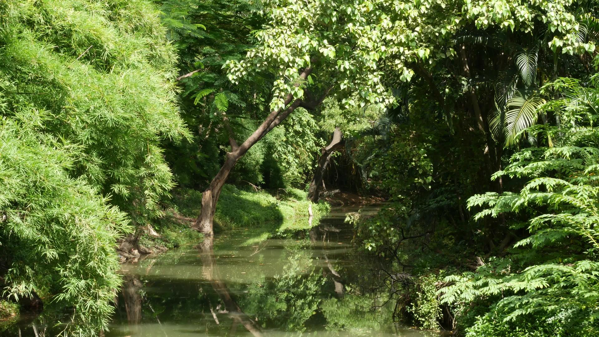 绿色公园里宁静的池塘在宁静的湖边种植绿树阳光明媚视频的预览图